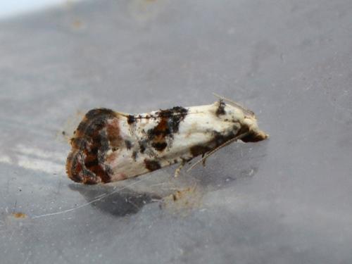 Réf. 347 294 : Cochylis hybridella